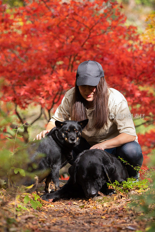 一个女人带着狗和五彩缤纷的秋天枫叶