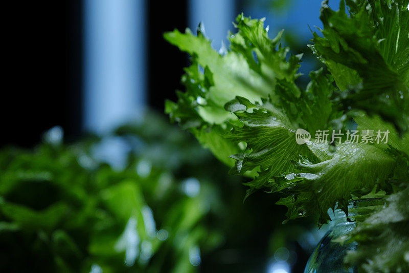 在家里重新种植生菜