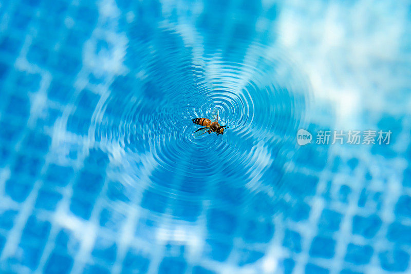 蜜蜂粘在游泳池的水面上，使水面泛起涟漪