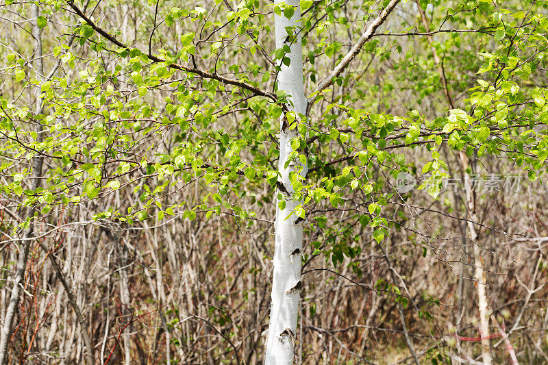 春天的纸桦树