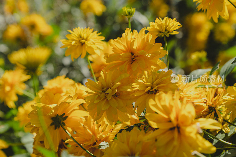 在夏季花园中生长的亮黄色刺叶松柏属植物