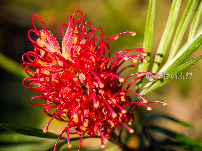 红色Grevillea