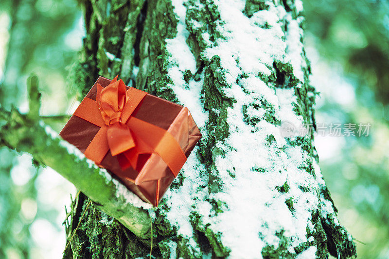 情人节或圣诞礼物放在雪树枝上