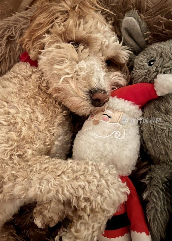 拉布拉多犬小狗和圣诞老人玩具一起睡觉