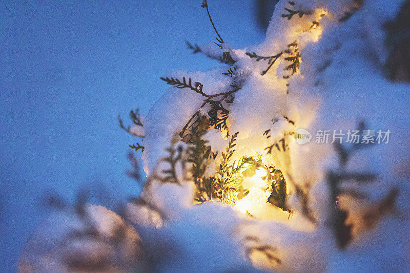夜晚，雪树上闪烁着圣诞彩灯