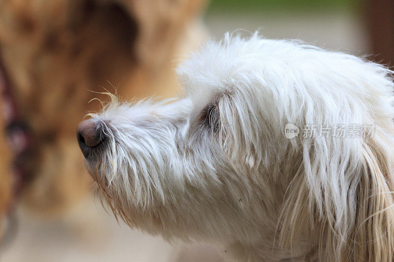 贵宾犬的狗