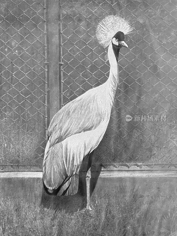 柏林动物园-非洲皇冠鹤