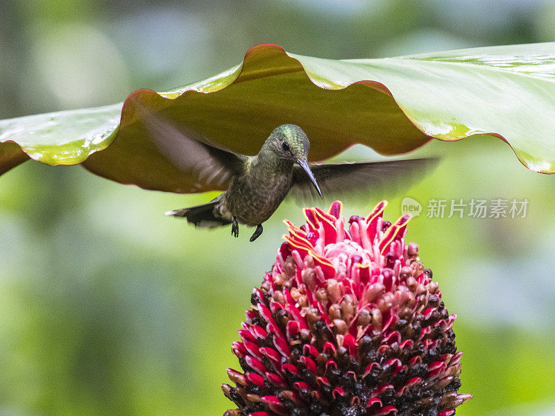 雌性红喉蜂鸟正在啄食红喉蜂鸟的花