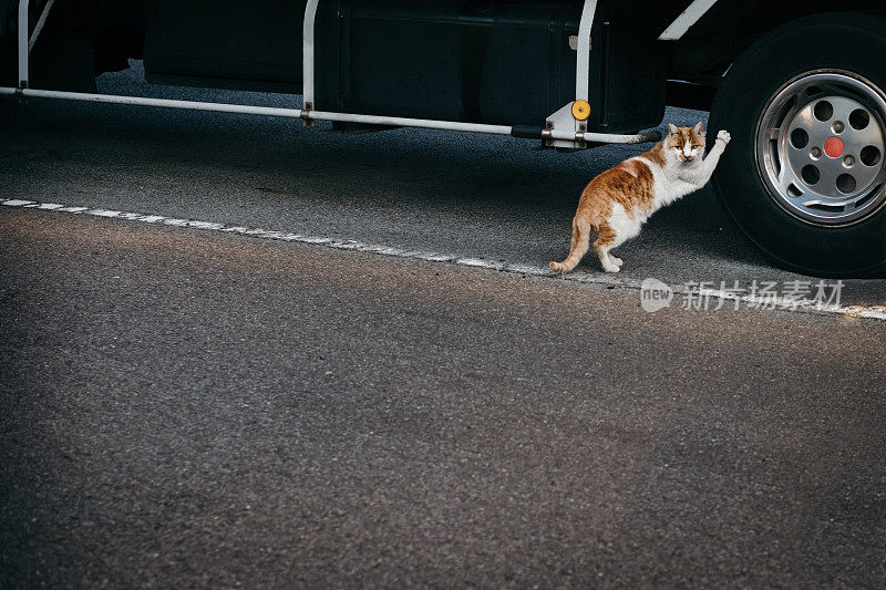 猫在用爪子抓轮胎