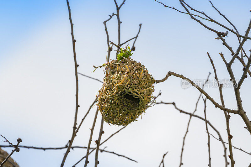 斯毕克的织女在留尼旺岛上筑巢