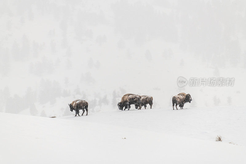 野牛或水牛在暴风雪中挣扎
