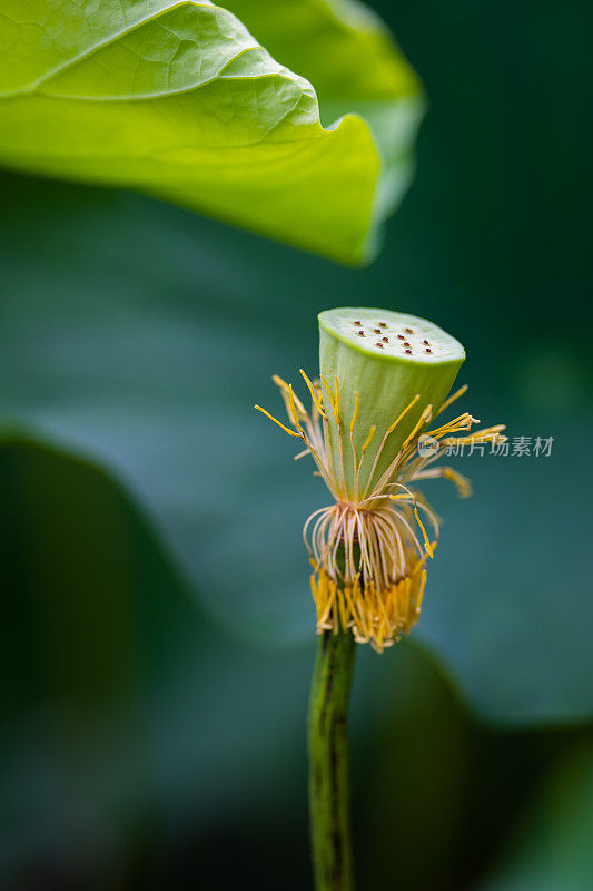 荷花的果实。