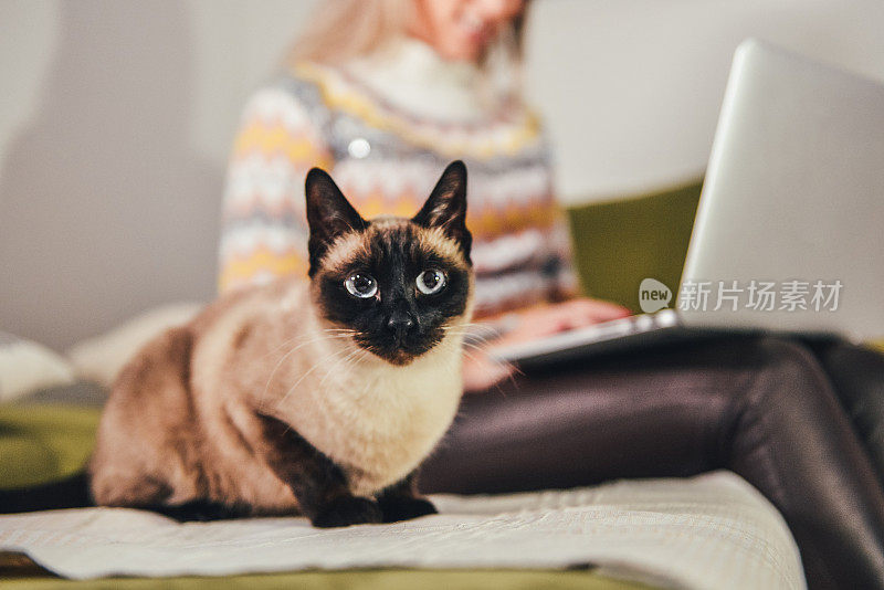 年轻女子和她的暹罗猫