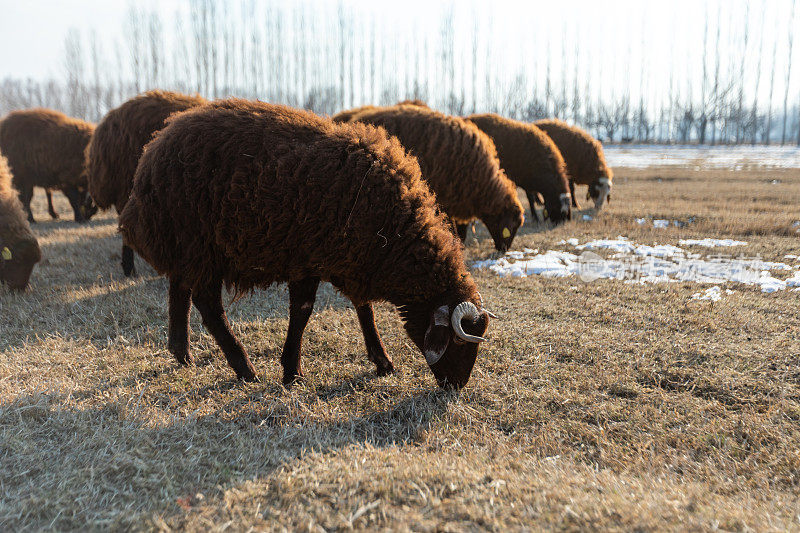 Sheeps行尸走肉