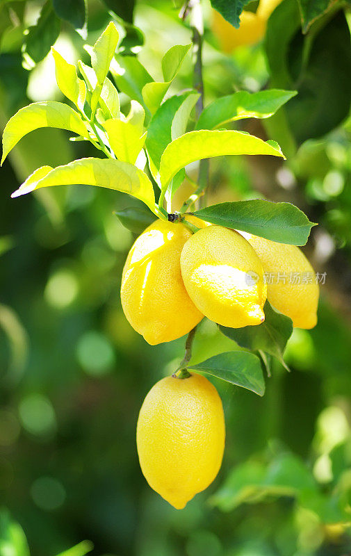 树上的一串成熟的柠檬