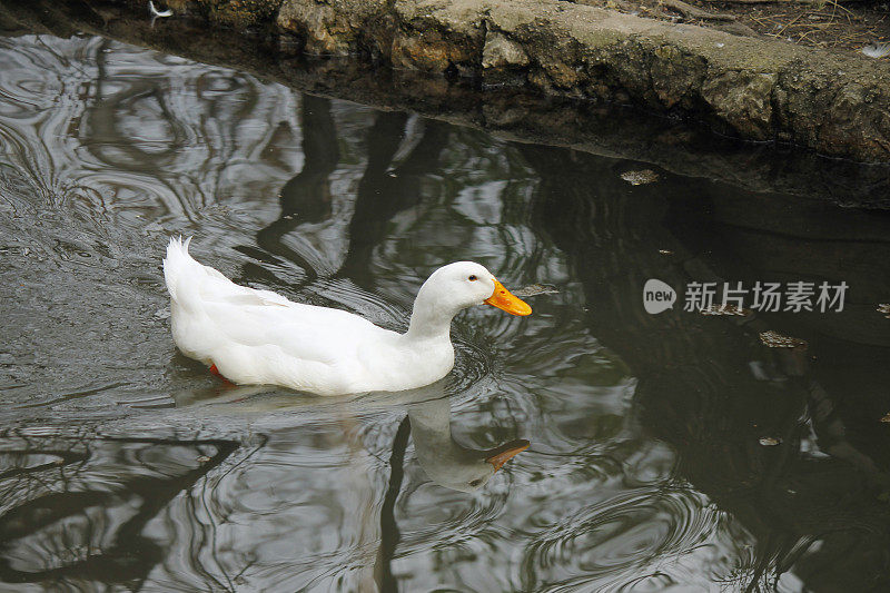 鸭子在湖里游泳