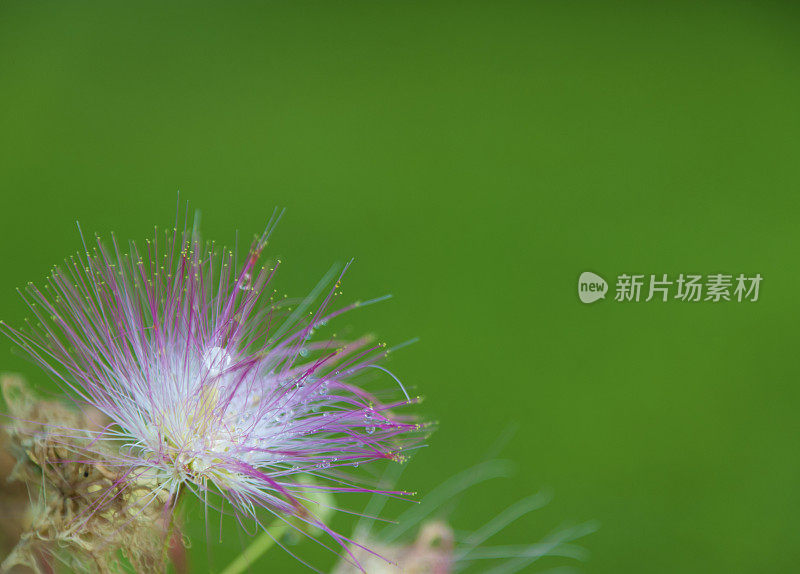 含羞草开花左下