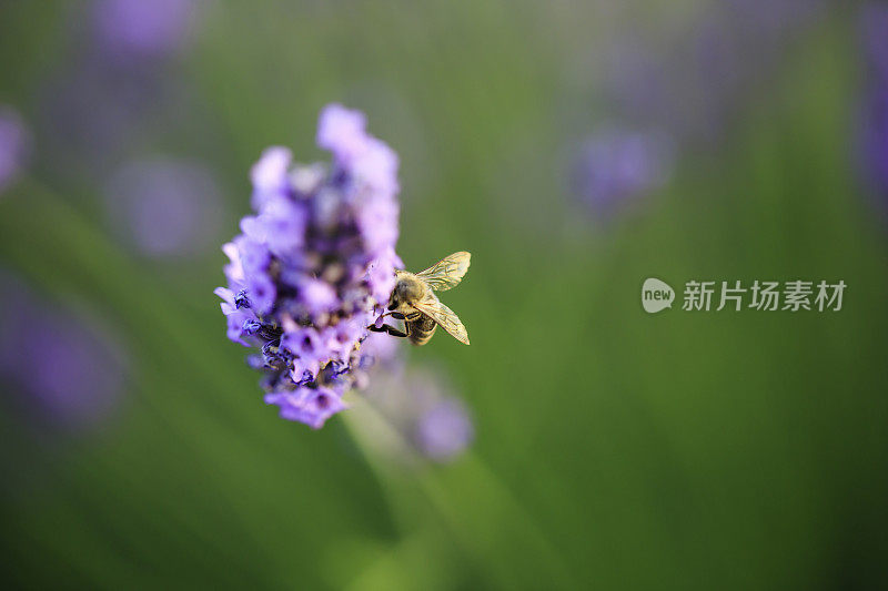 有蜜蜂的薰衣草田