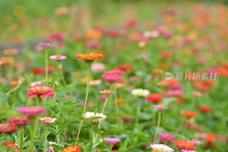 Zinnia盛开