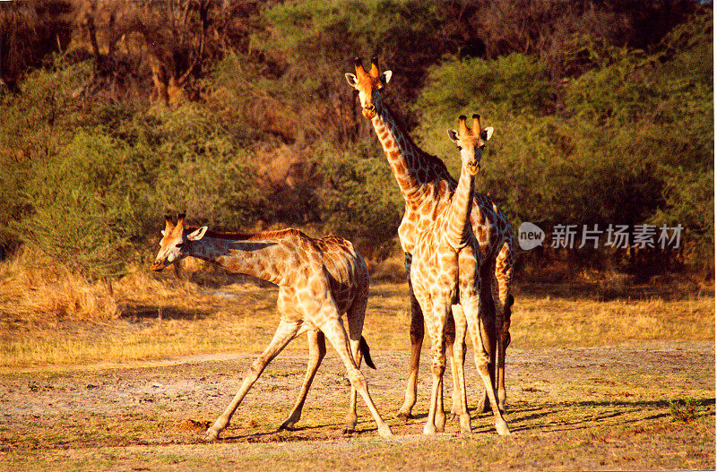 博茨瓦纳野生动物园:日落时的三只长颈鹿