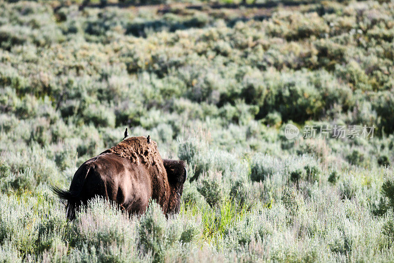 黄石国家公园，正在蜕皮的野牛