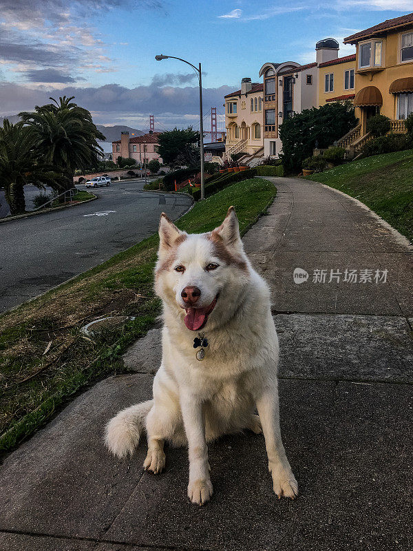 美丽的哈士奇狗在居民区与桥梁的背景