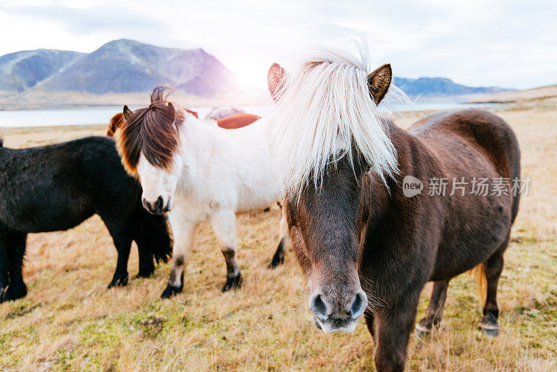 冰岛北部萨费尔斯半岛上的一群马