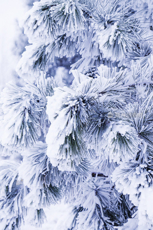 在暴风雪期间，冷杉树枝上挂满了厚厚的雪