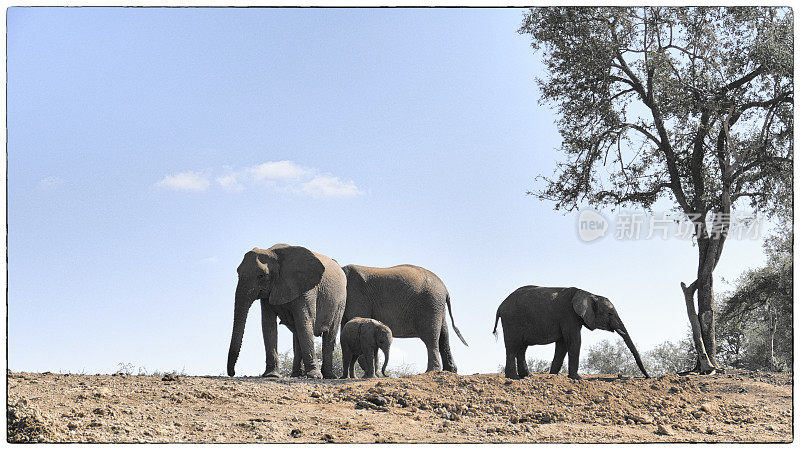 四头不同年龄的大象站在水坑边
