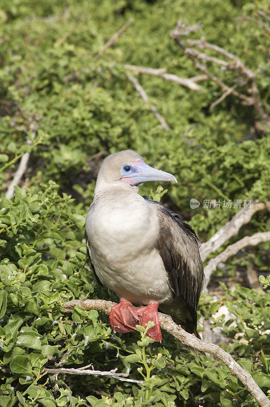 红足鲣鸟，加拉帕戈斯