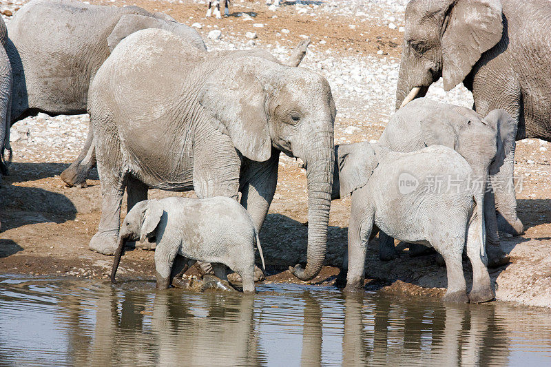 大象家族、纳米比亚