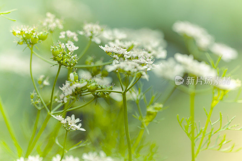 成熟香菜花和种子在厨房花园