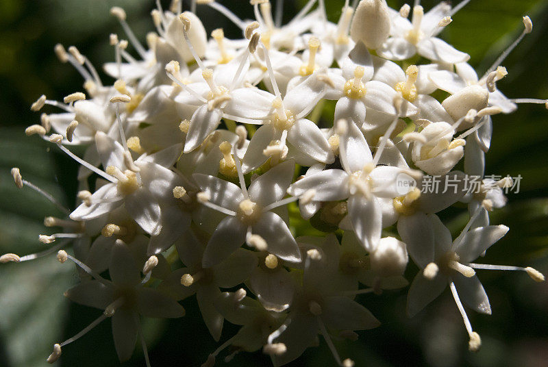 花园里的白色花朵