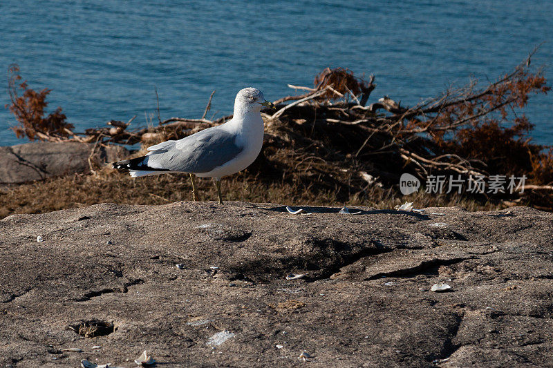 休息只海鸥