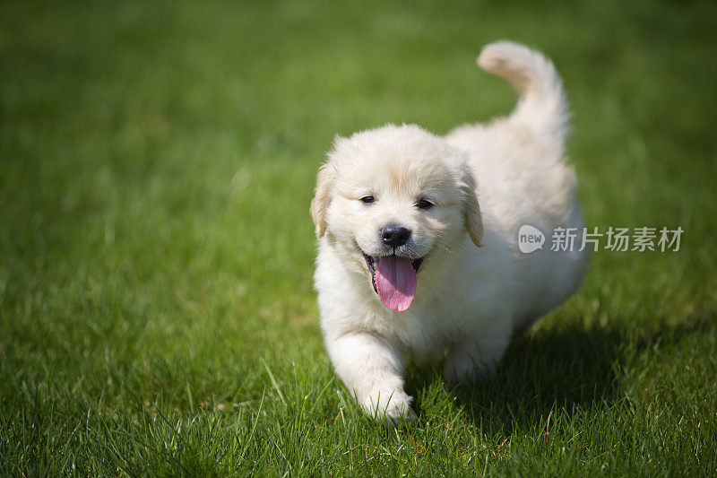 顽皮的金毛猎犬奶油小狗