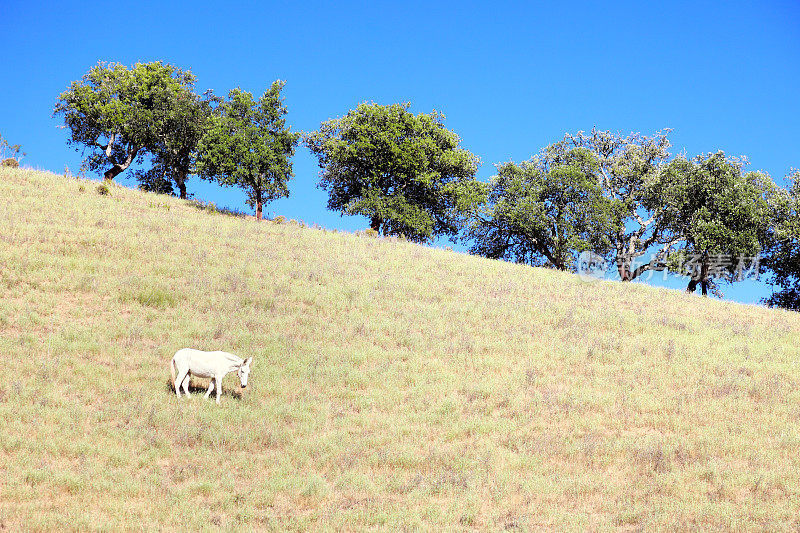 白色的骡子在草地上吃草