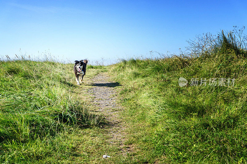 边境牧羊犬在海岬小径上奔跑