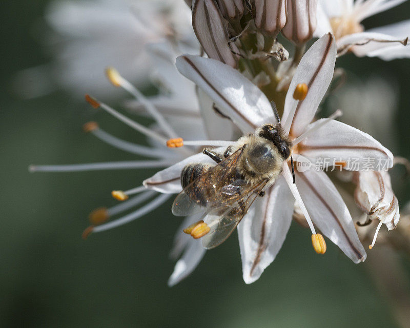 蜜蜂在花上的近距离照片