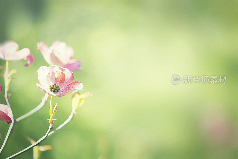 春天粉红色的山茱萸花花与模糊的绿色背景