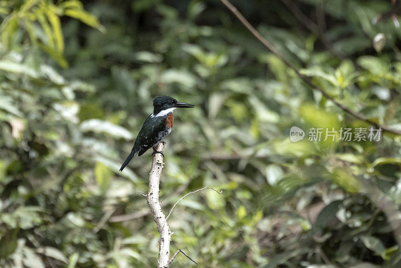 亚马逊翠鸟