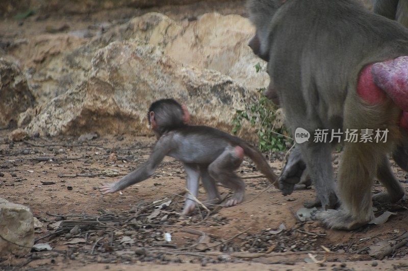 小狒狒