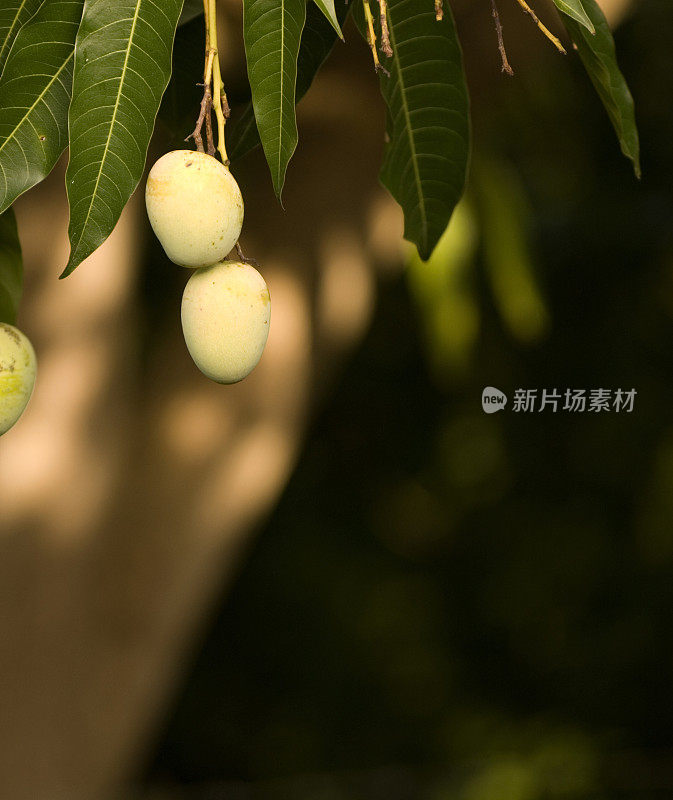 两个新鲜的芒果可以吃了