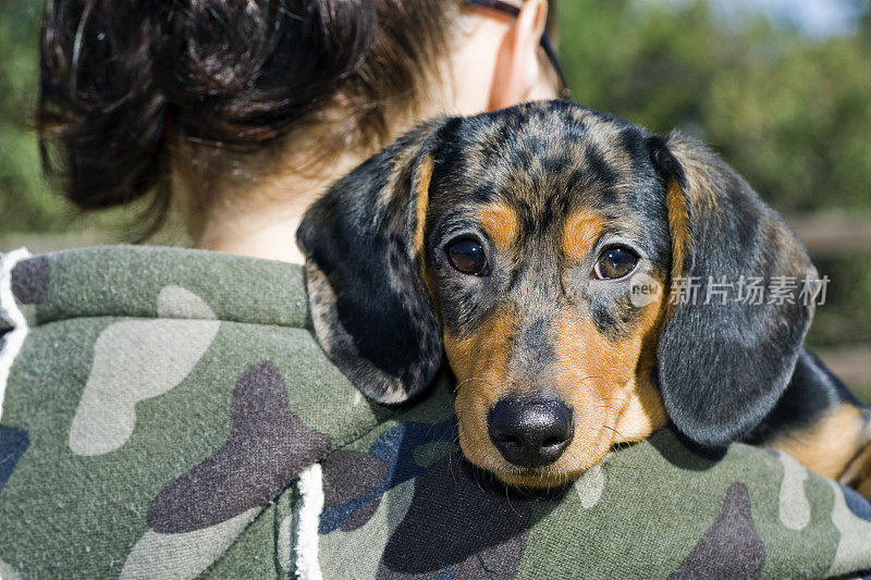 达克斯猎犬小狗