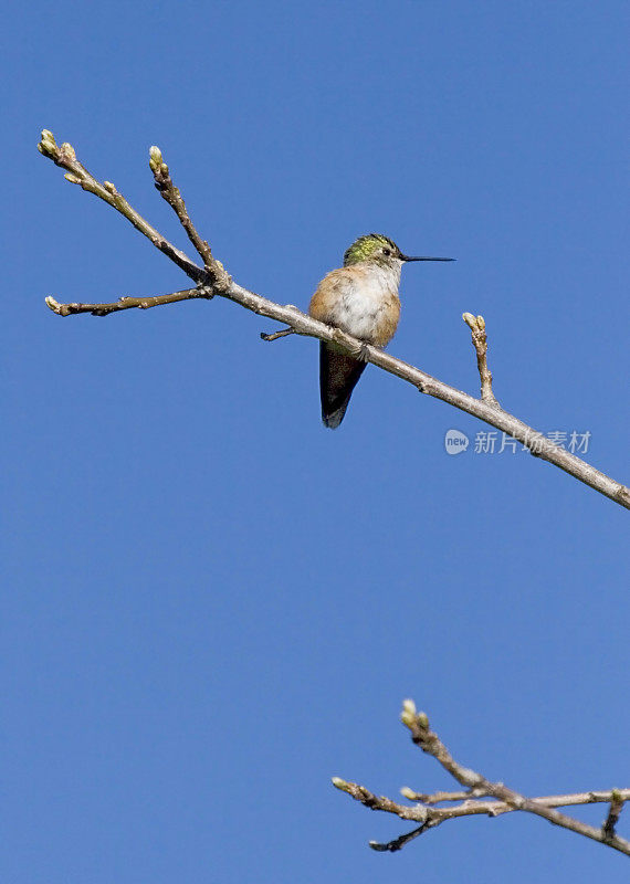 女性Broad-tailed蜂鸟