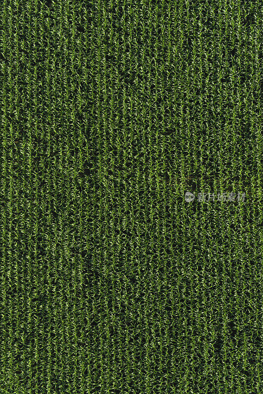 航空农业健康绿色甜玉米农田背景玉米作物