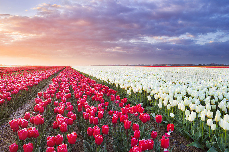 荷兰日出时，一排排五颜六色的郁金香