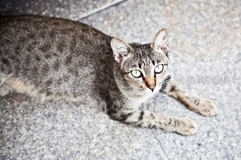 泰国曼谷街头的猫