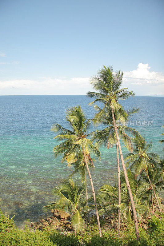 椰子树面朝大海