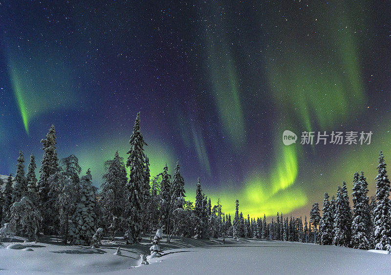 北极光覆盖在松树和积雪上