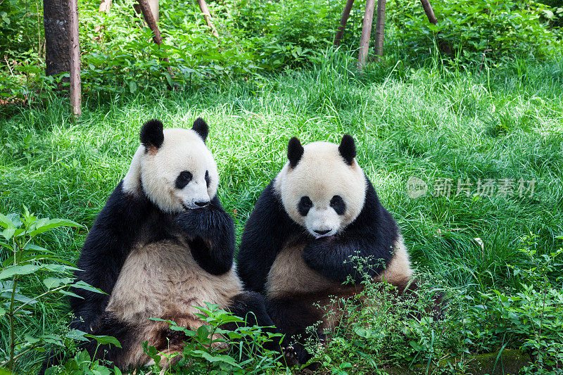 两只大熊猫在一起玩-成都，四川省，中国